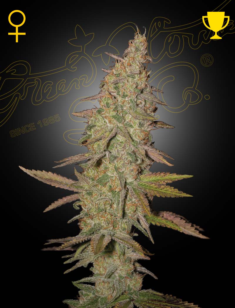 Arjan's ultra haze 1 100% green house
