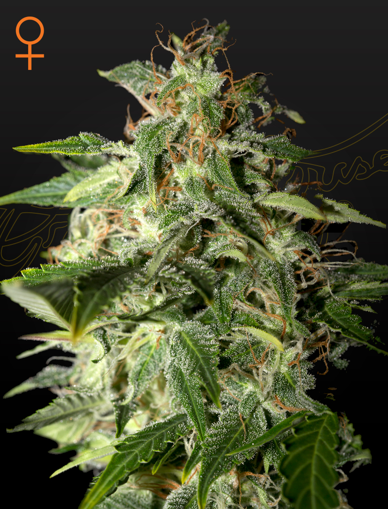 Afgooey 100% green house