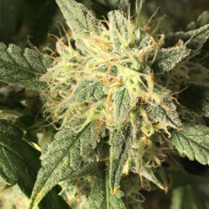 Auto Amnesia Kush