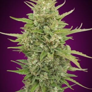 Auto Super Skunk Granel