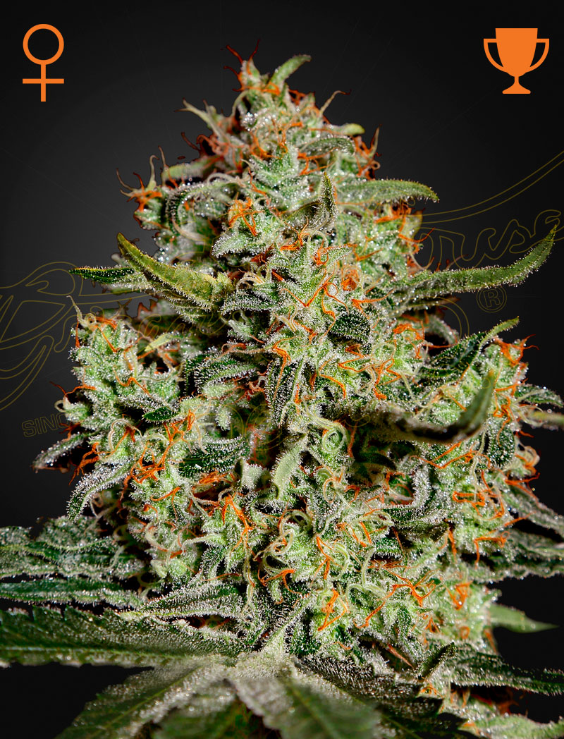 Big bang 100% green house