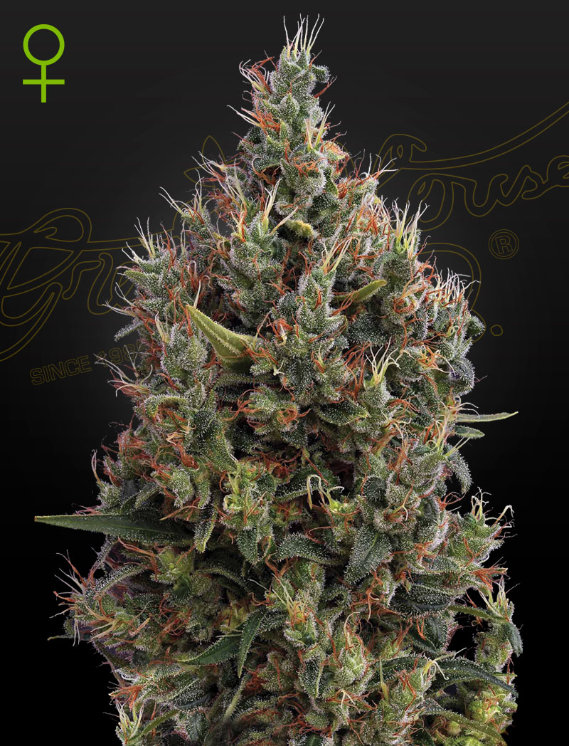 Big bang auto green house