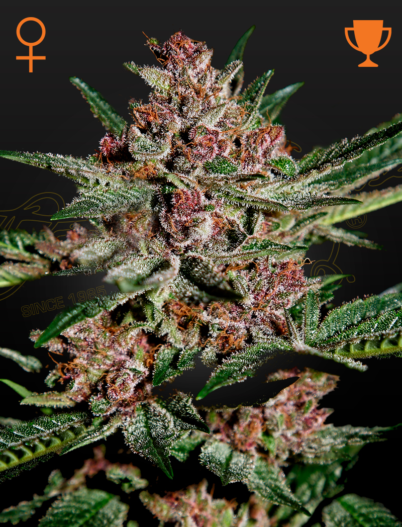 Bubba kush 100% green house