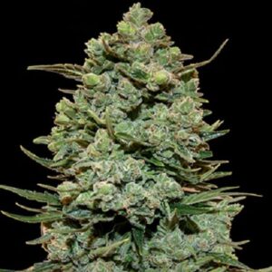 Cookies kush 100% barney's farm seeds