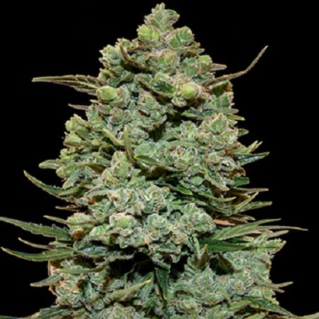 Cookies kush (1) 100% barney's farm seeds