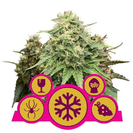 Femenized mix