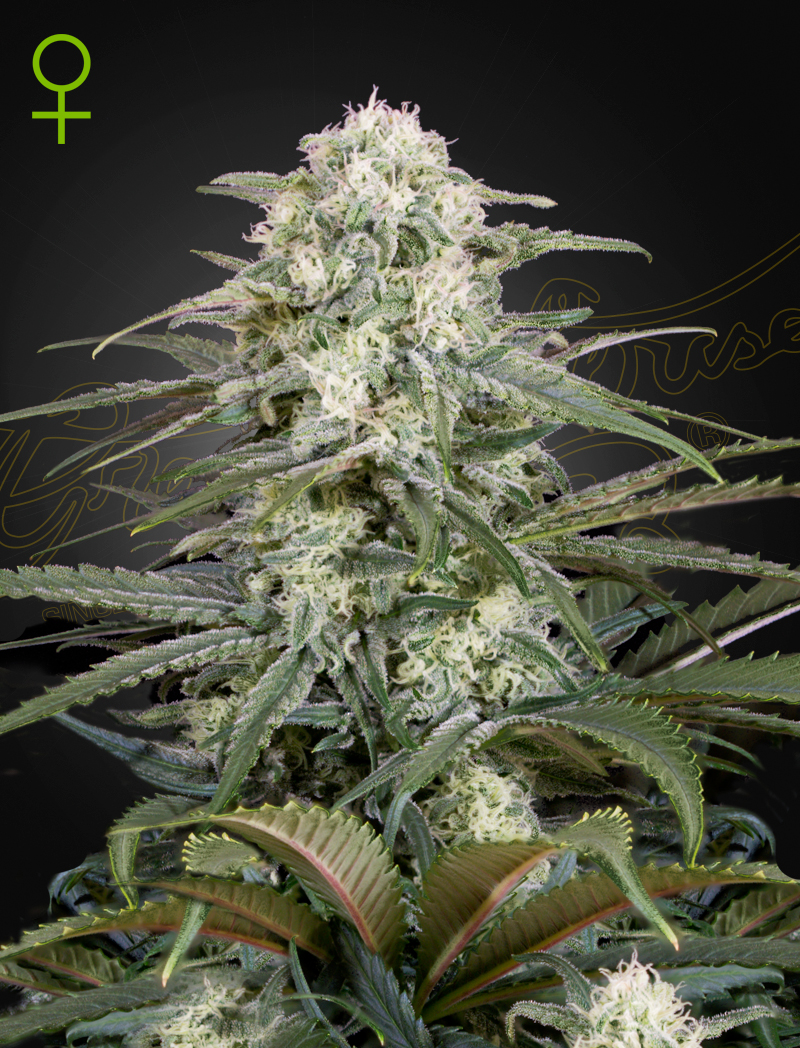 Kalashnikova auto green house