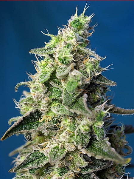 Green poison xl auto