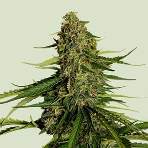 Gaia f1 auto