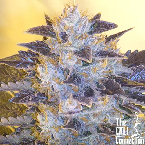 Grape og (6) 100% the cali connection