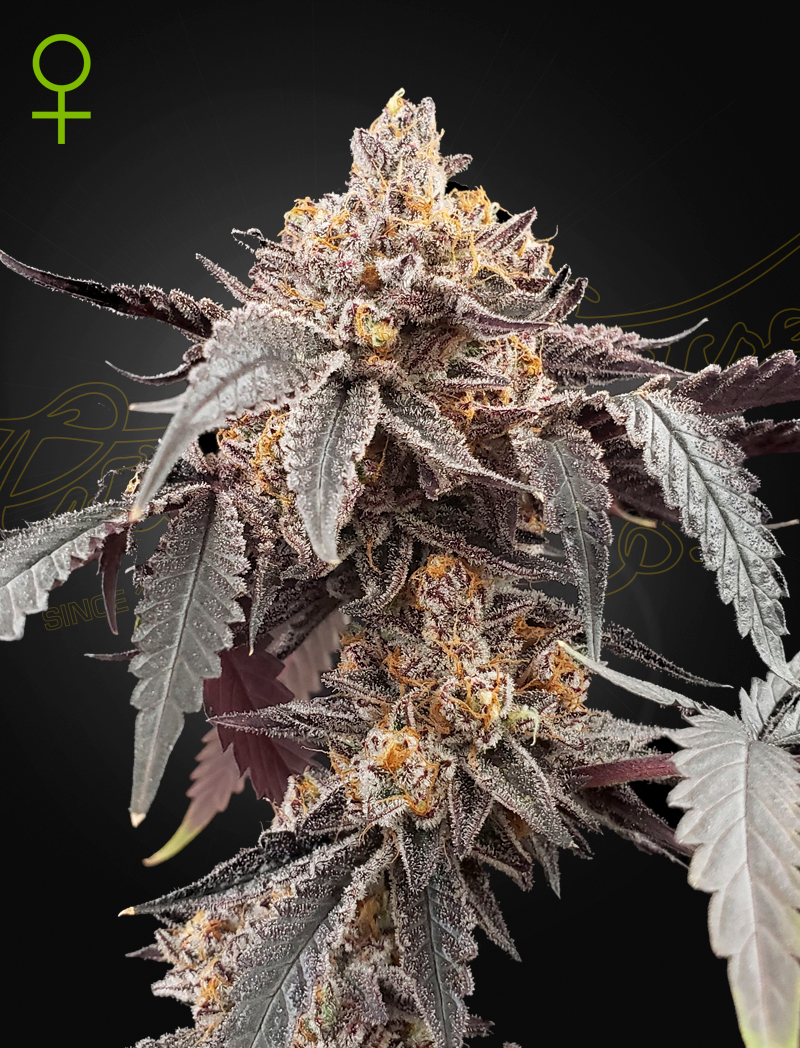Guava x gelato 41 auto green house