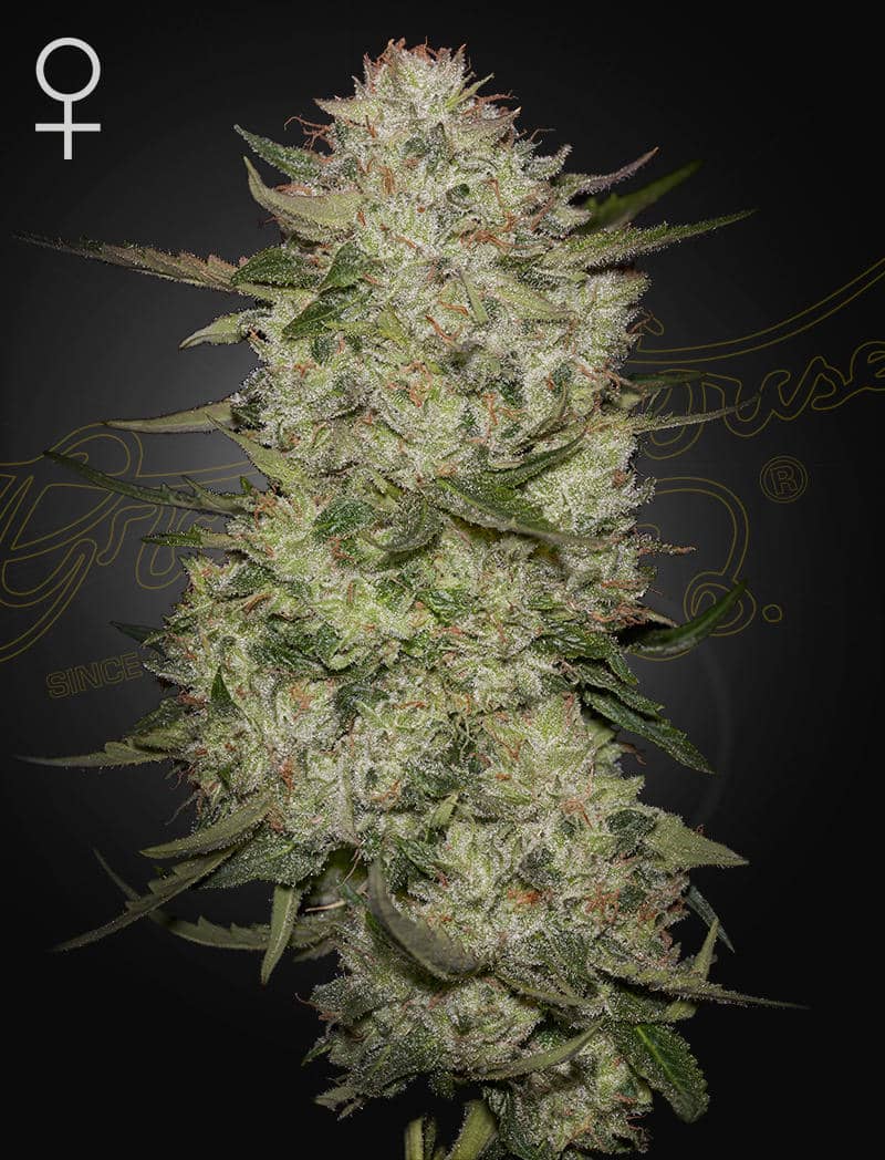 Highcloudz auto green house