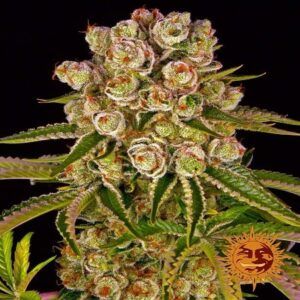 Kush mintz 100% barney's farm seeds