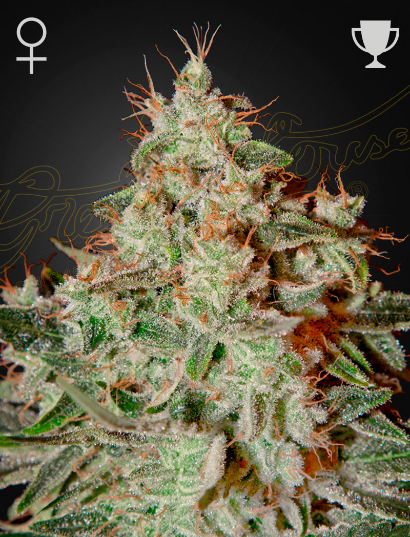 Lemon skunk 100% green house