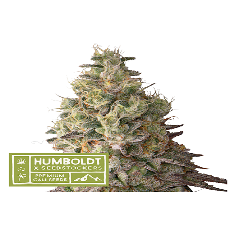 Mack & crack auto
