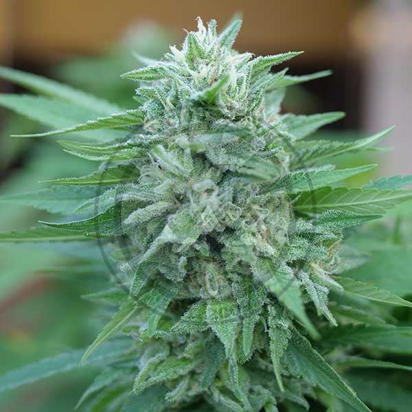 Moby delicious 100% delicious