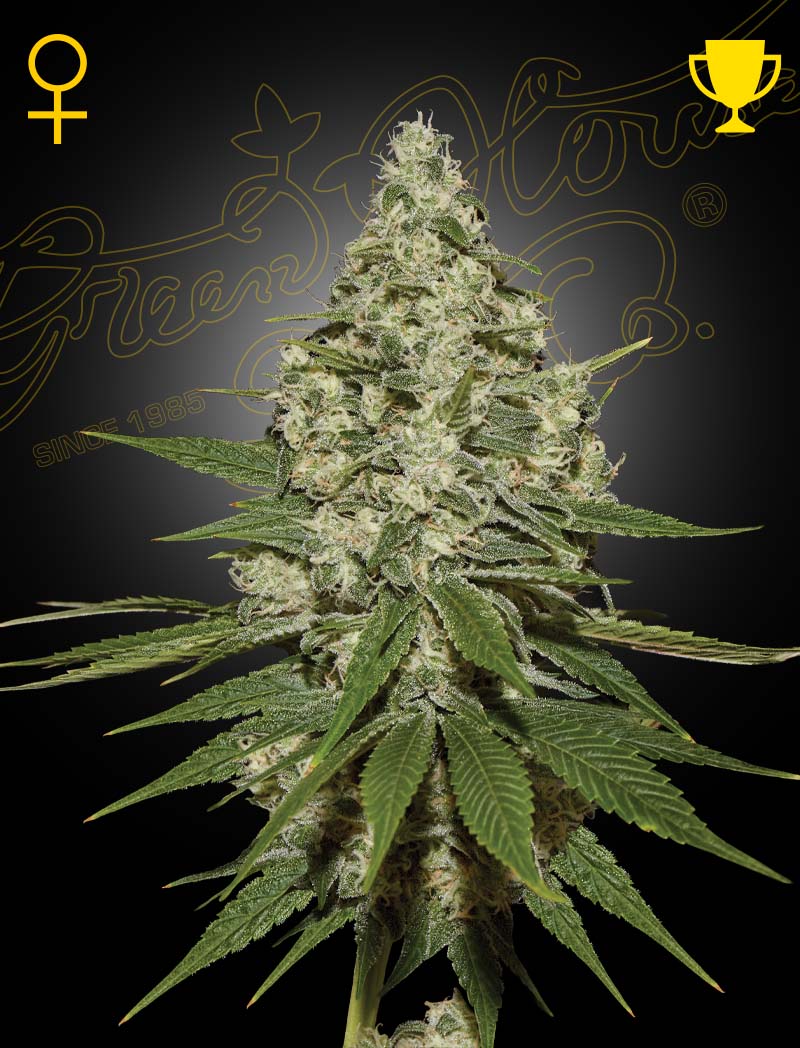 Super lemon haze (5) green house