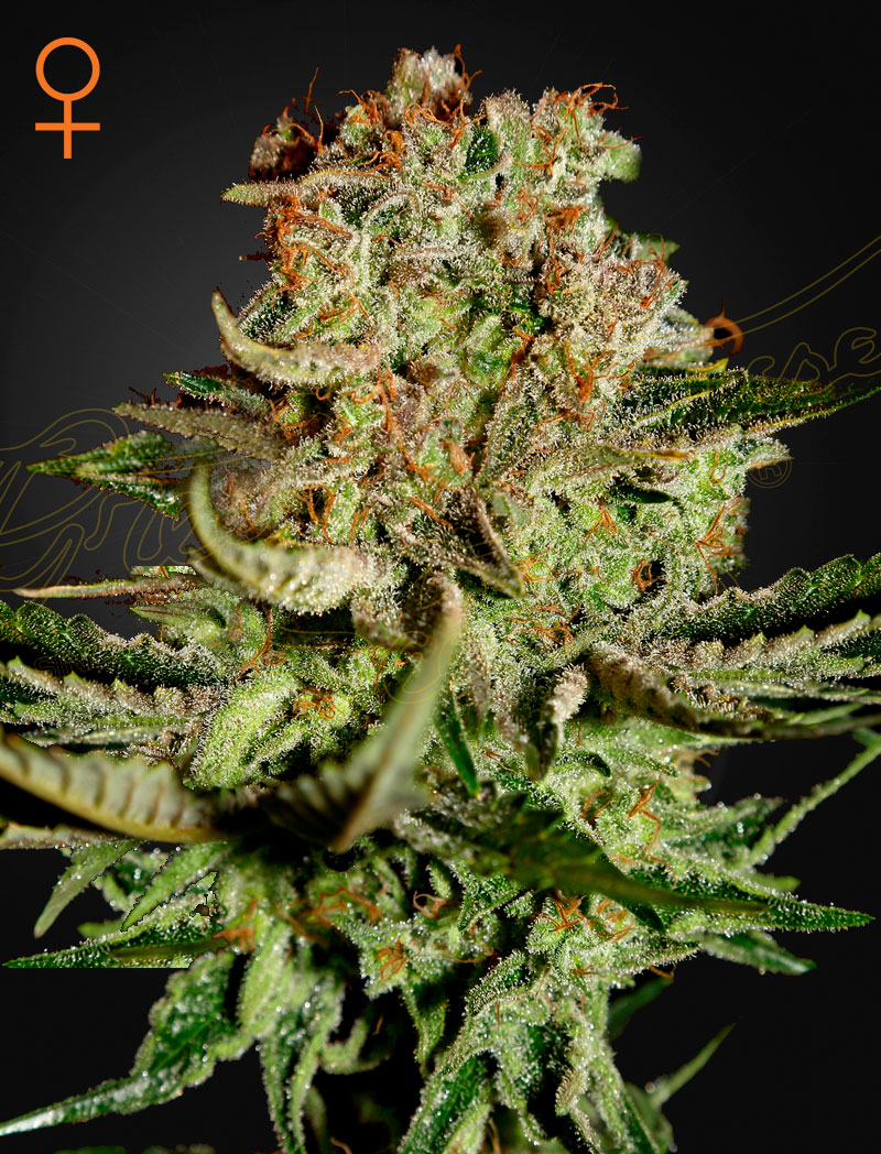Super bud 100% green house