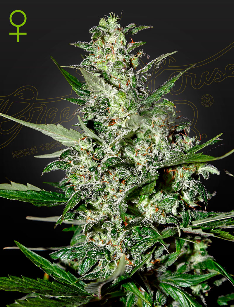 Super critical auto green house