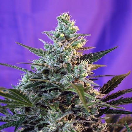 Sweet skunk f1 fast version