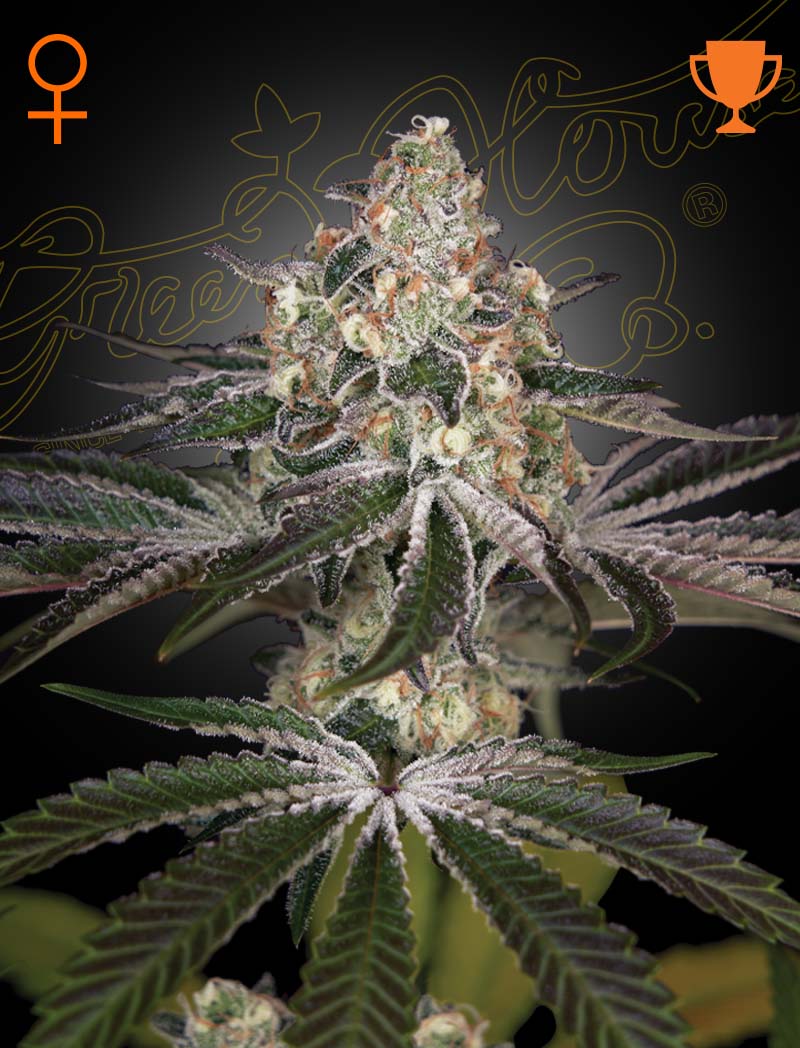 White widow 100% green house