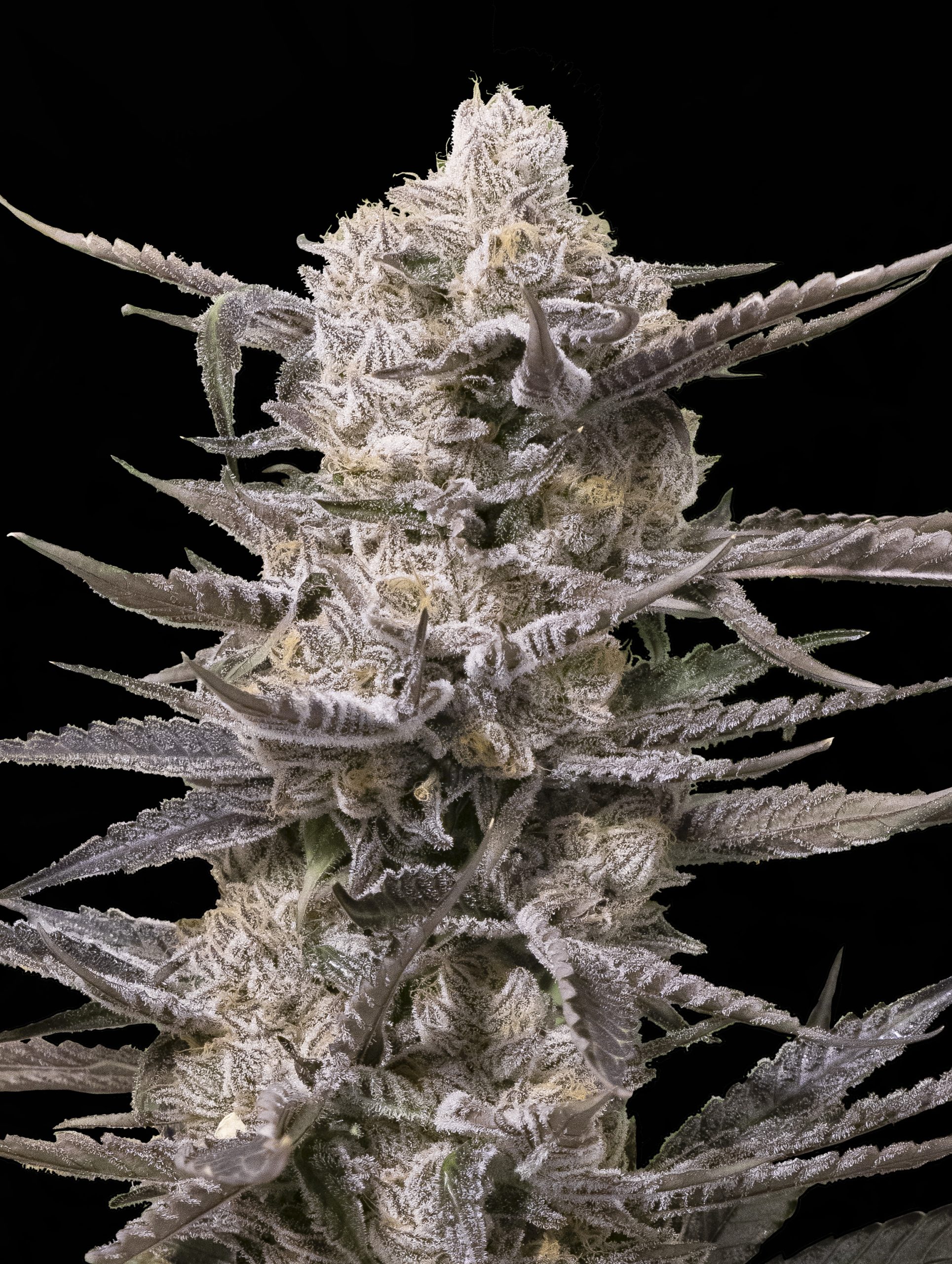 Watermelon og