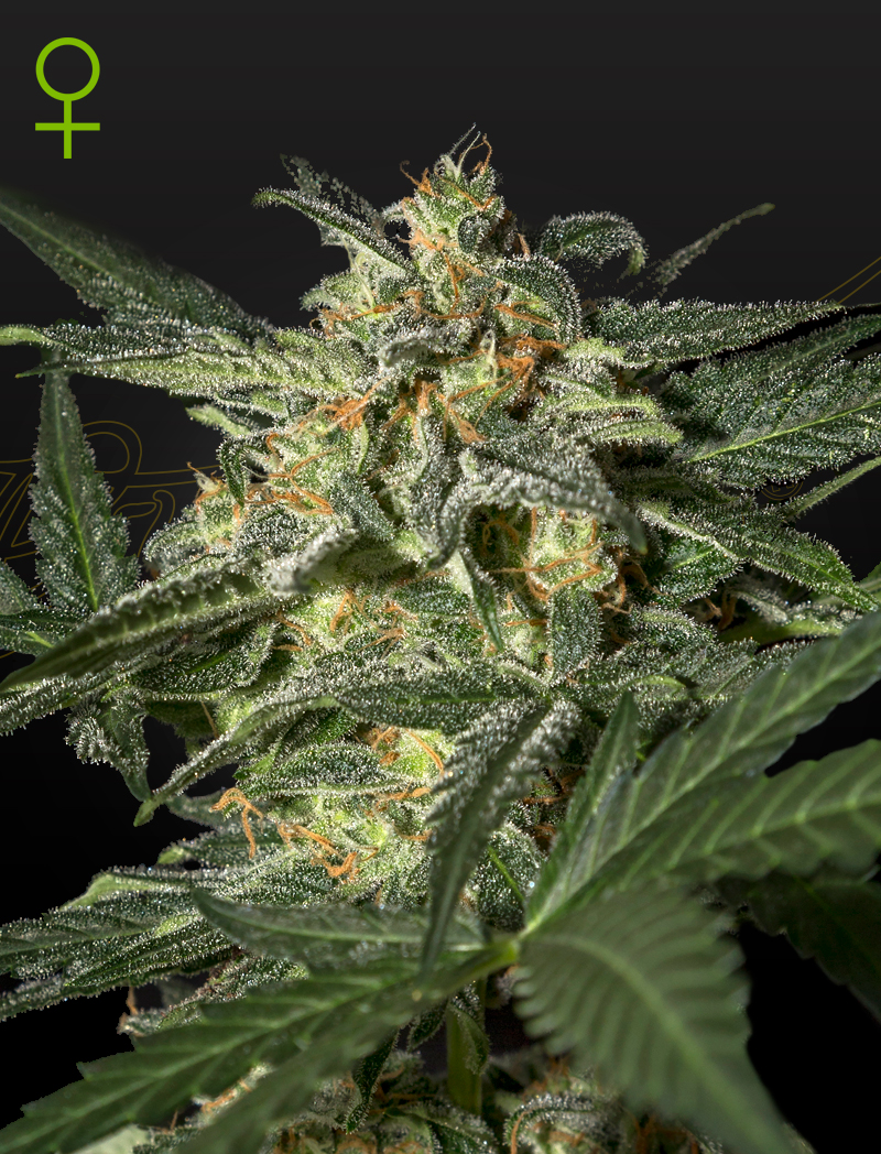 White widow auto green house