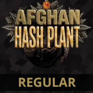 Afghan hash plant (10) regular barney's farm seeds
