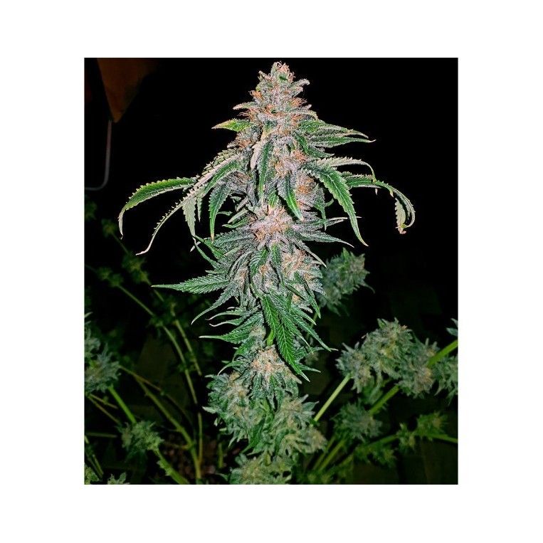 Afghan kush early harvest