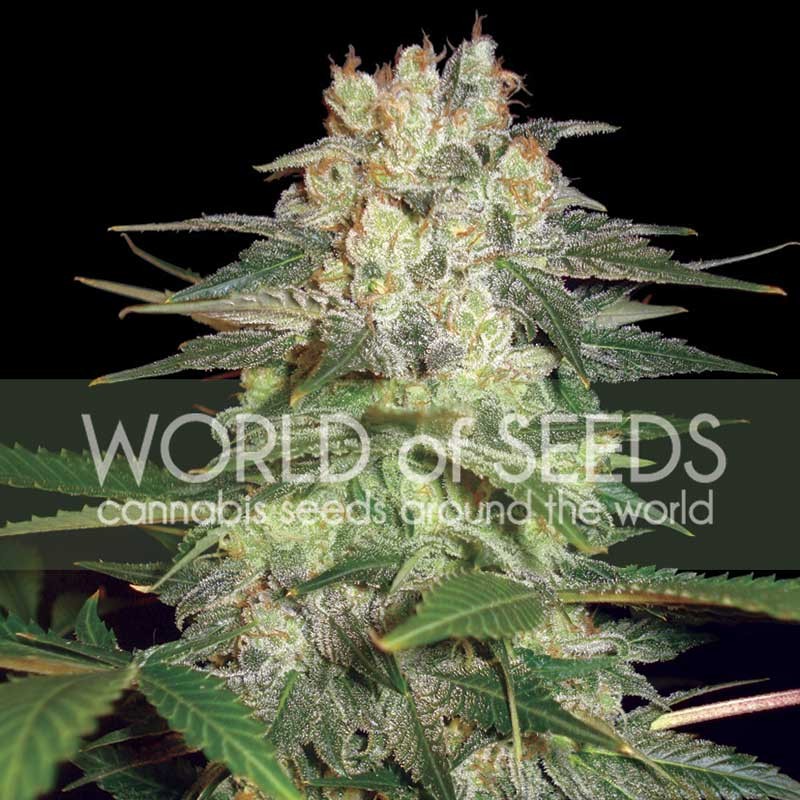 Afgan kush ryder auto