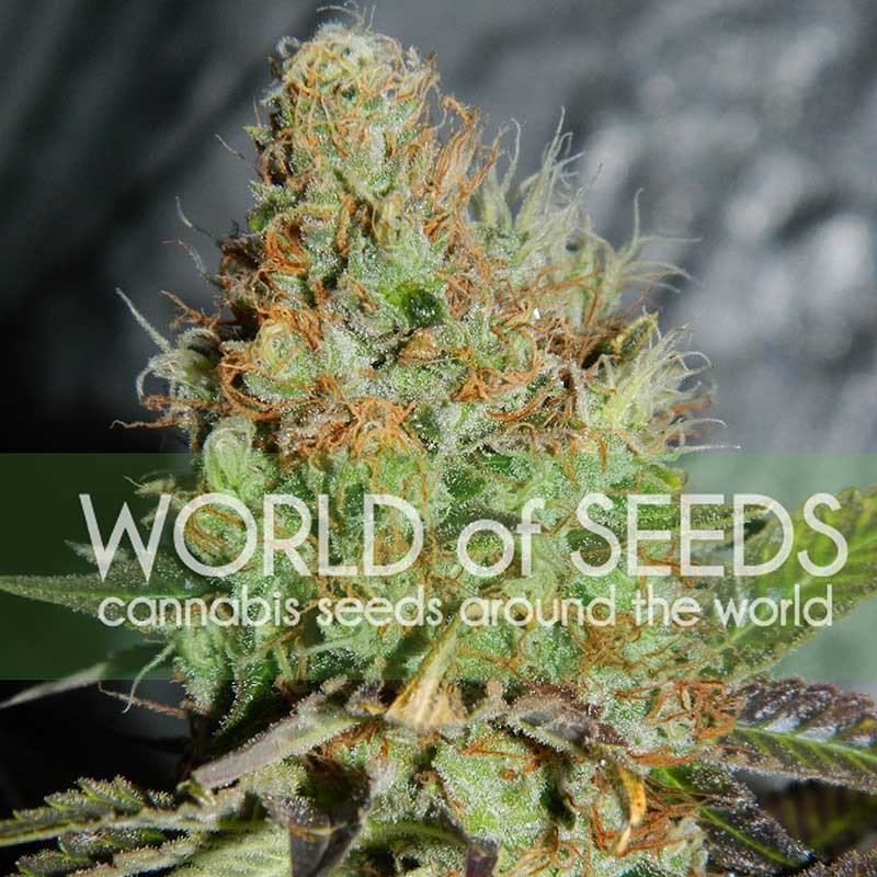 Afgan kush special