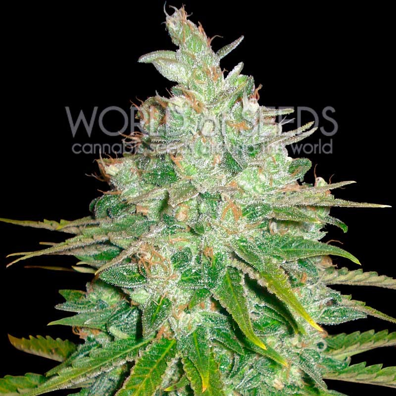 Afgan kush x black domina