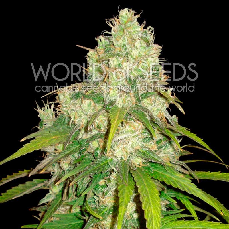 Afgan kush x yumbolt