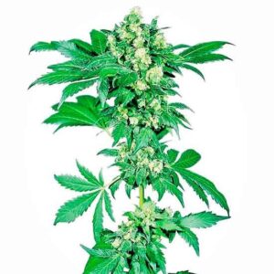 Afghani 1