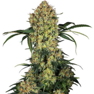 Aloha og