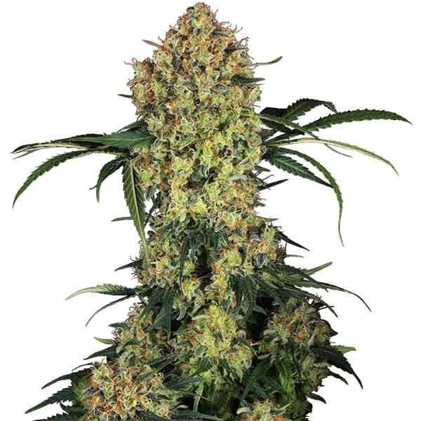 Aloha og