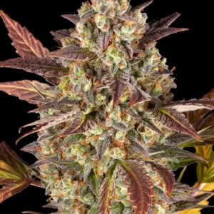 Amnesia haze auto barney's farm seeds