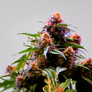 Amnesia Haze Granel