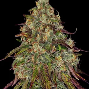 Amnesia lemon 100% barney's farm seeds