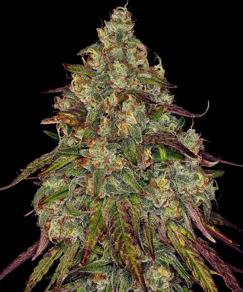Amnesia lemon 100% barney's farm seeds