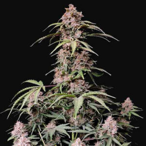 Amnesia zkittlez auto fastbuds