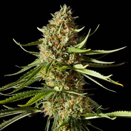 Amnesika 2.0 (5) 100% philosopher seeds