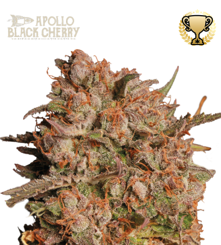Apollo black cherry auto