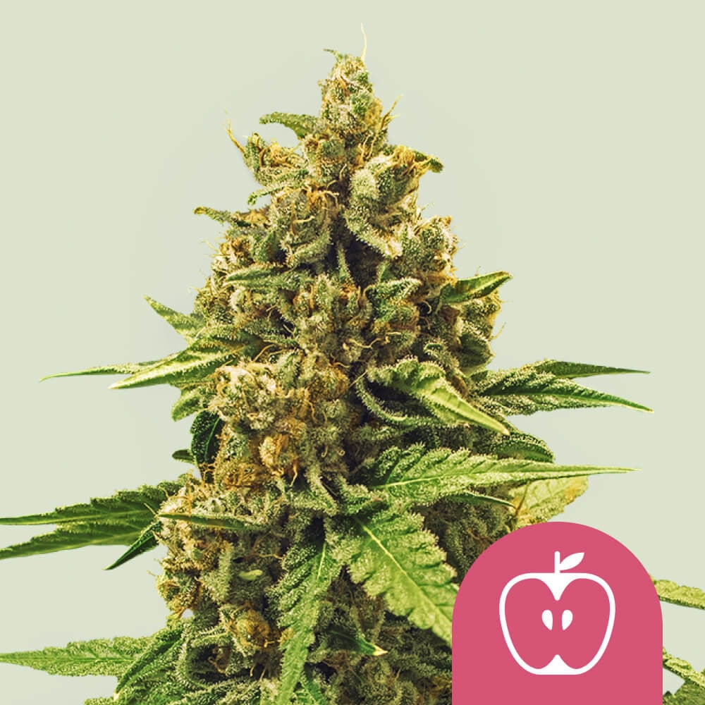 Apple fritter