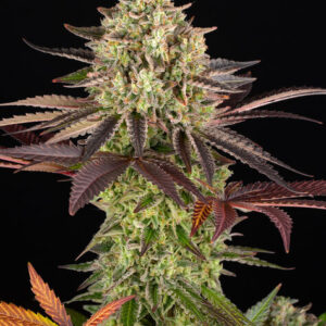 Apple fritter 100% (3) barneys farm