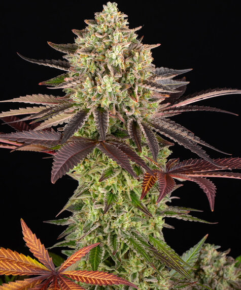 Apple fritter 100% (3) barneys farm