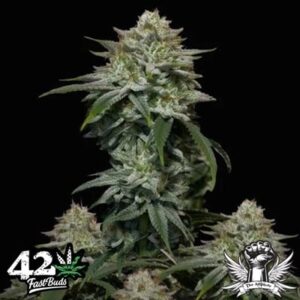 Gorilla cookies ff fastbuds