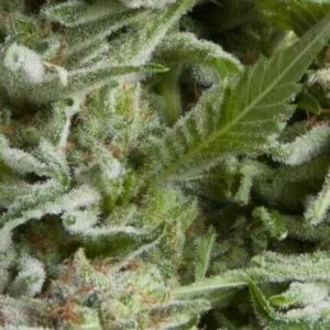 Auto alpujarreña (50) 100% pyramid seeds