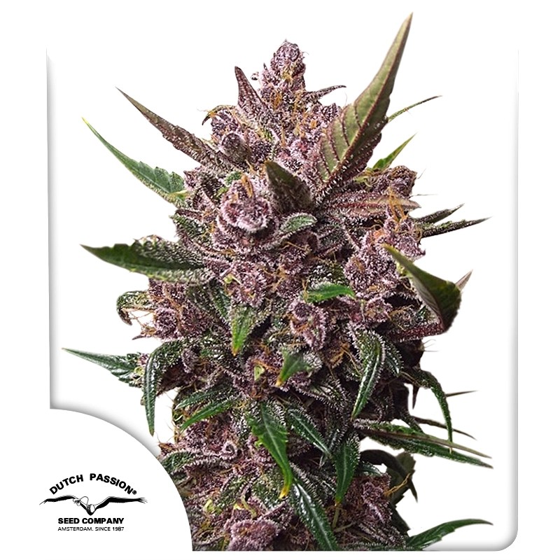 Auto blackberry kush