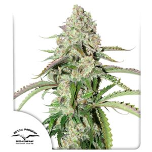 Auto colorado cookies